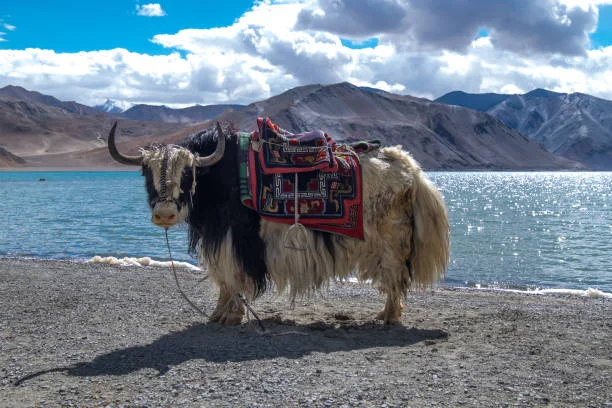 Leh Ladakh Tour Packages from Rajkot | 7 Nights 8 Days Ladakh Tour