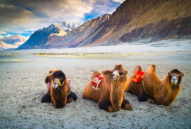 Leh Ladakh Tour Packages from Chennai | 6 Nights 7 Days Ladakh Trip